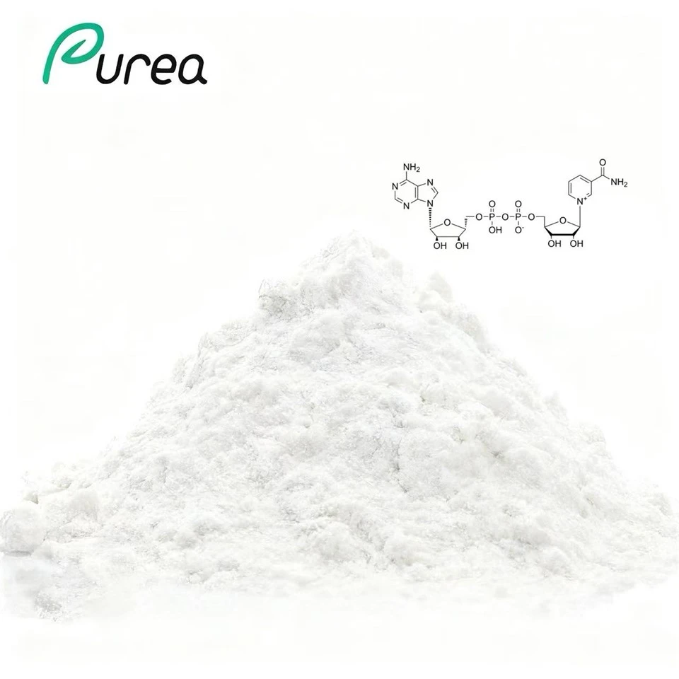 Poudre de dinucléotide de nicotinamide adénine